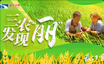 2020湖北三農(nóng)觀察之田間革命帶來的高效益